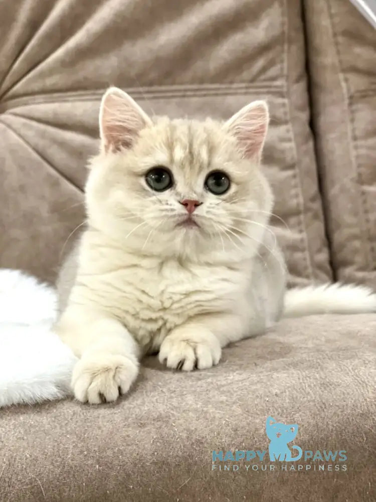 Lorens British Shorthair female blue golden chinchilla live animals