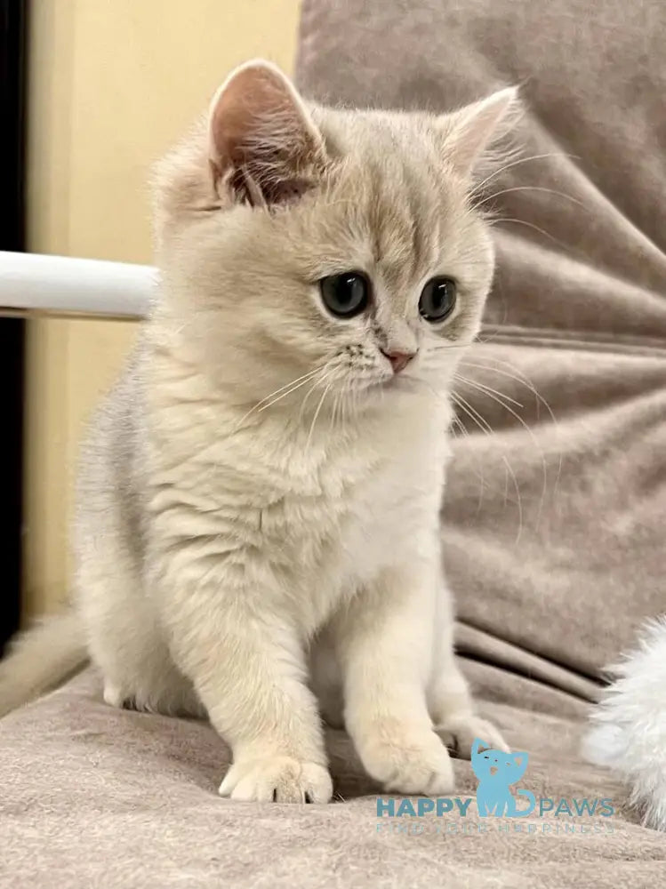 Lorens British Shorthair female blue golden chinchilla live animals