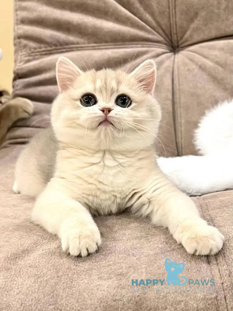 Lorens British Shorthair female blue golden chinchilla live animals