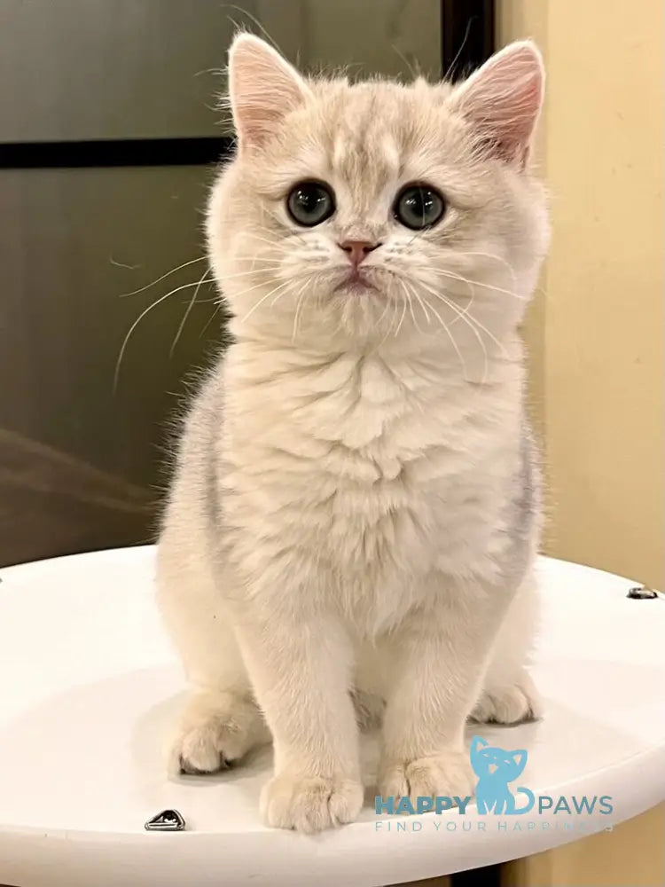 Lorens British Shorthair female blue golden chinchilla live animals