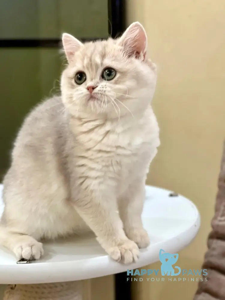 Lorens British Shorthair female blue golden chinchilla live animals