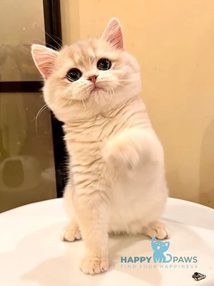 Lorens British Shorthair female blue golden chinchilla live animals