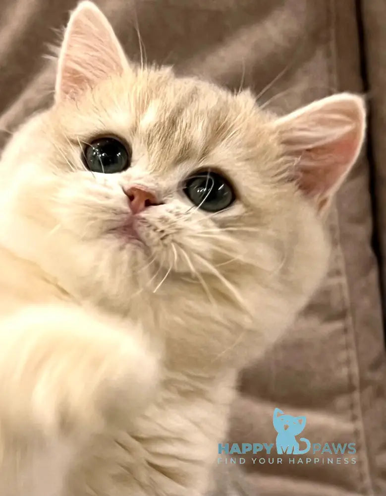 Lorens British Shorthair female blue golden chinchilla live animals