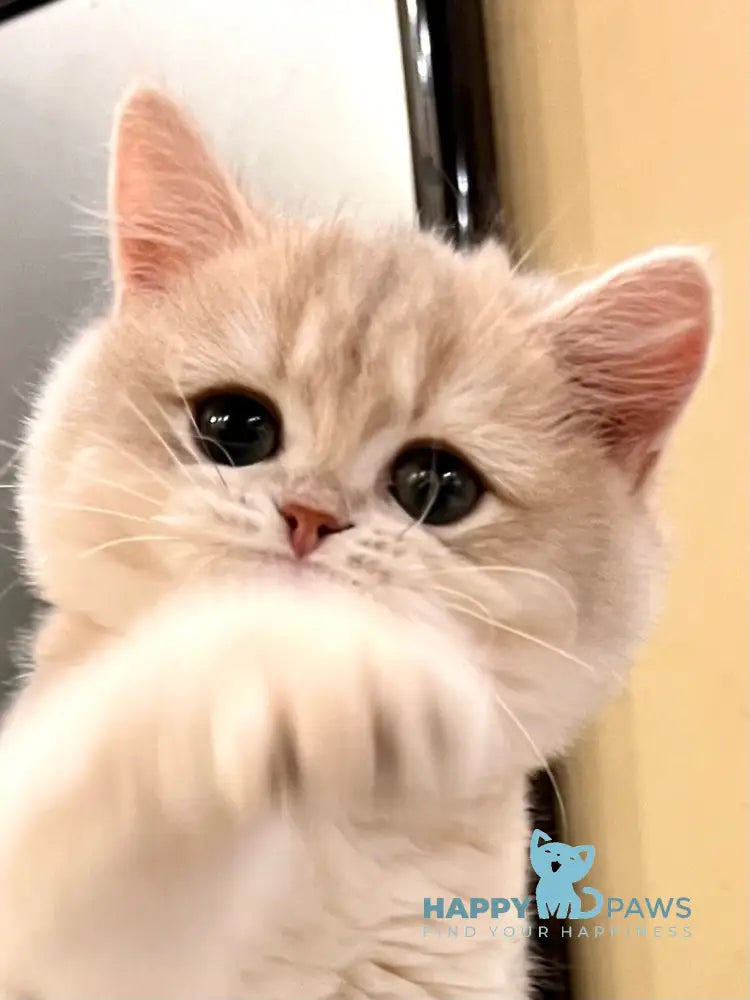 Lorens British Shorthair female blue golden chinchilla live animals