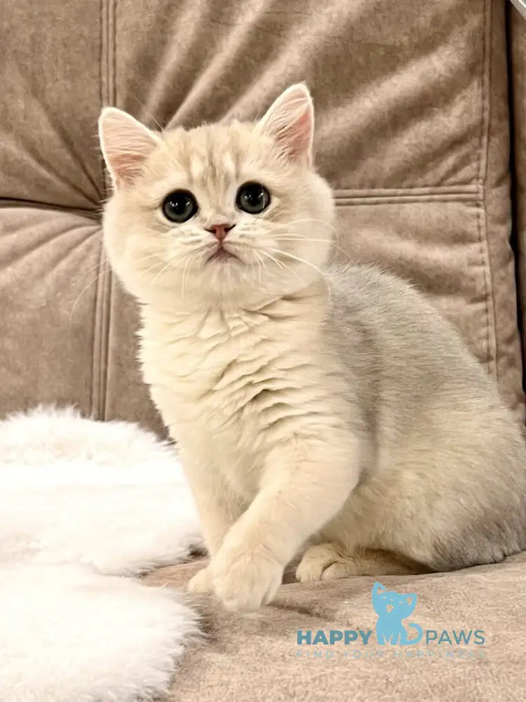 Lorens British Shorthair female blue golden chinchilla live animals