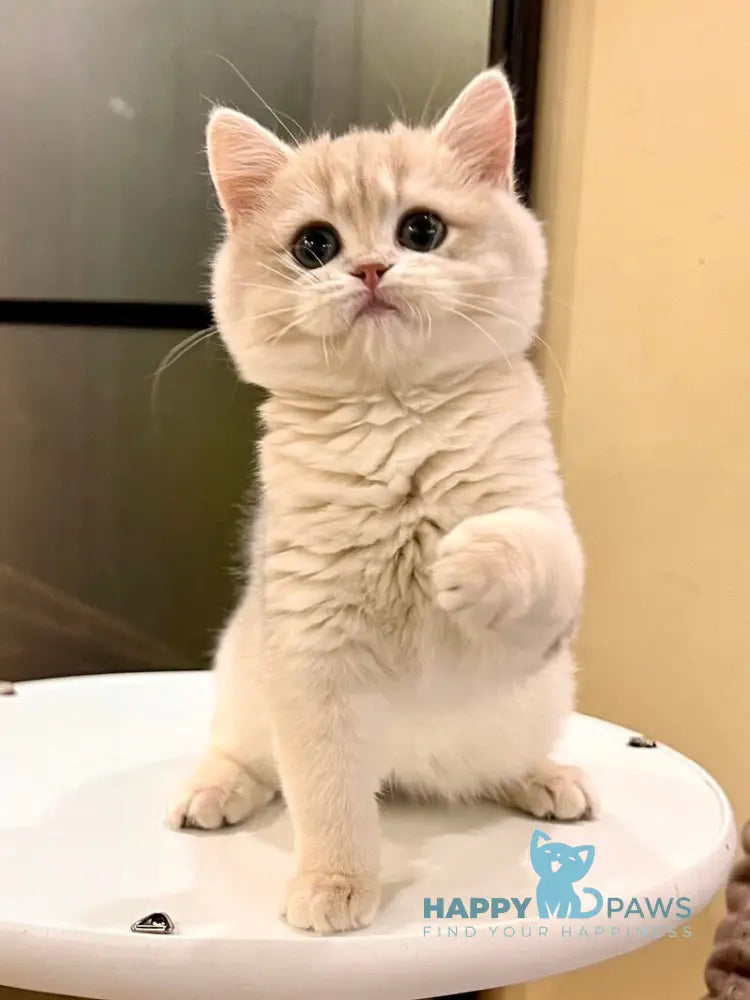 Lorens British Shorthair female blue golden chinchilla live animals