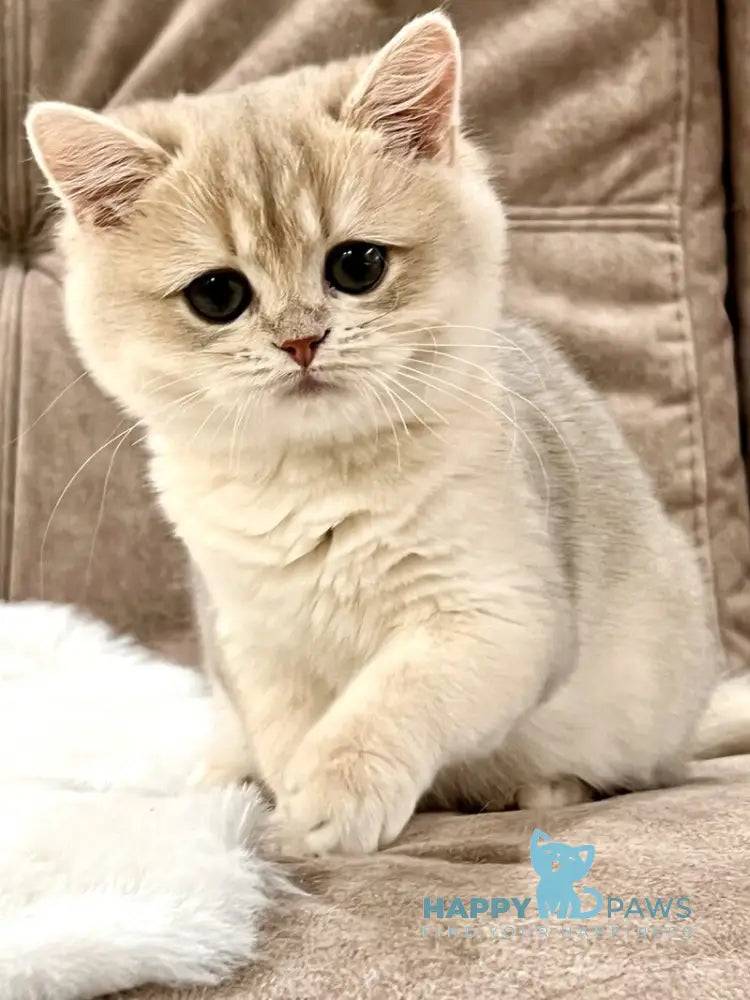 Lorens British Shorthair female blue golden chinchilla live animals