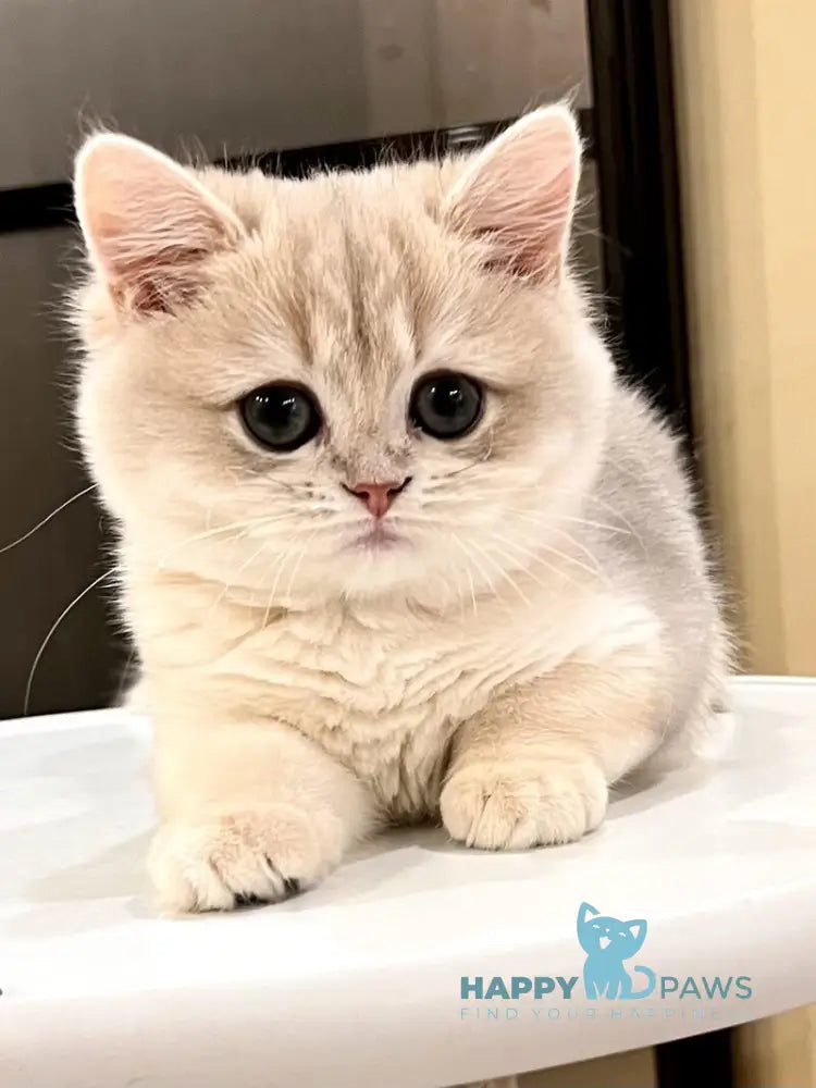 Lorens British Shorthair female blue golden chinchilla live animals