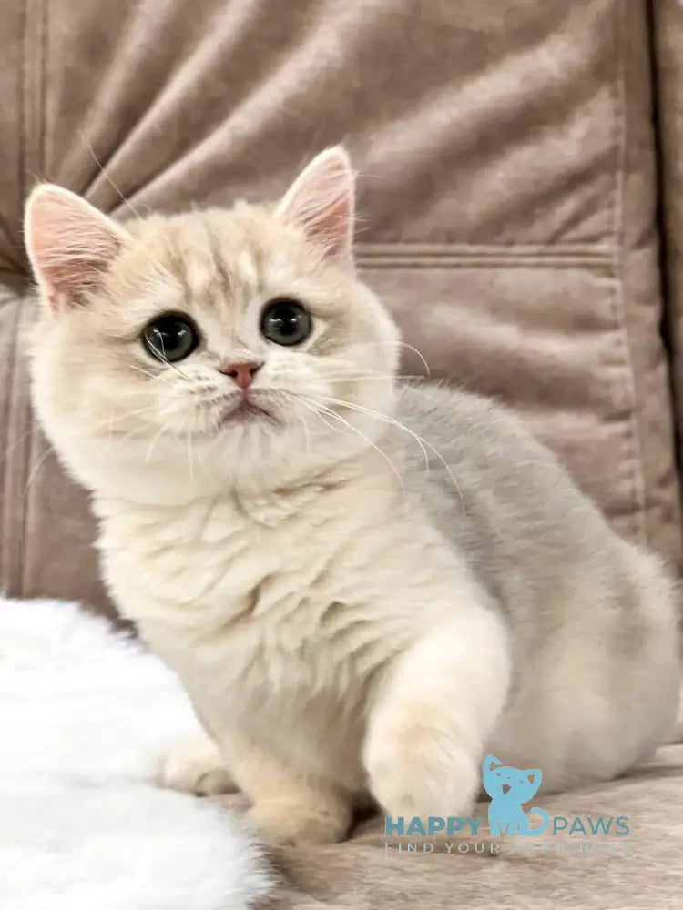 Lorens British Shorthair female blue golden chinchilla live animals