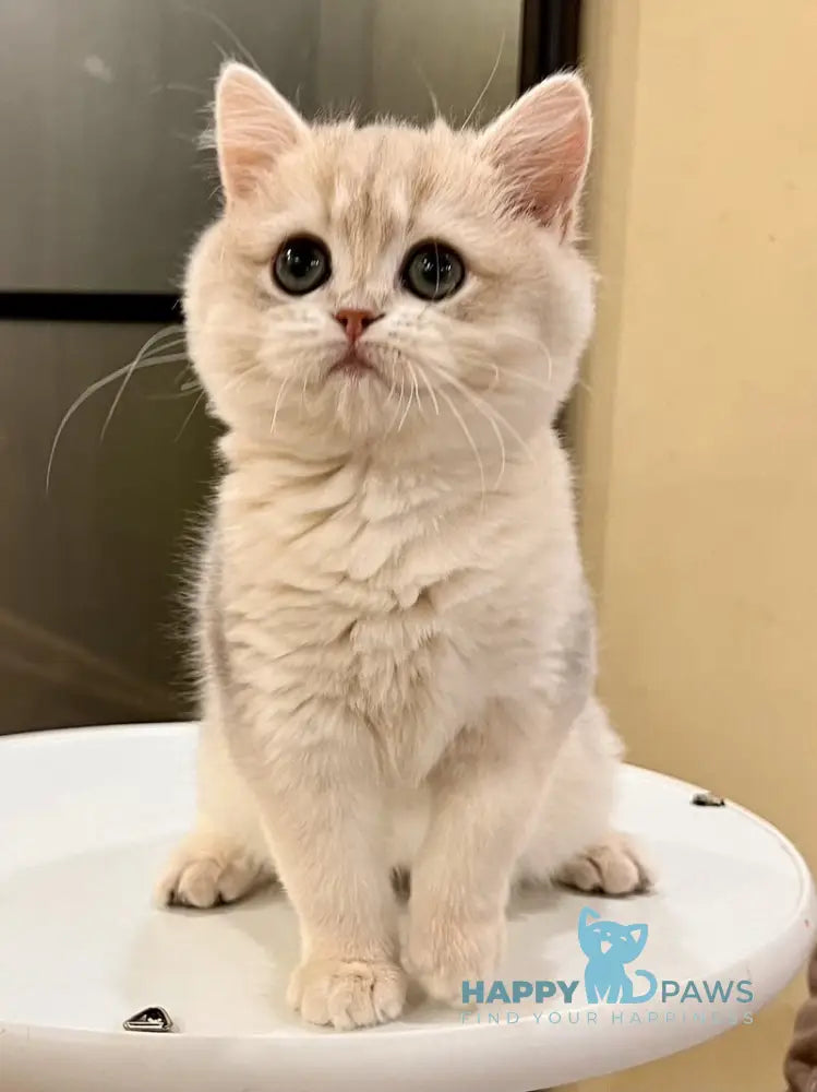 Lorens British Shorthair female blue golden chinchilla live animals