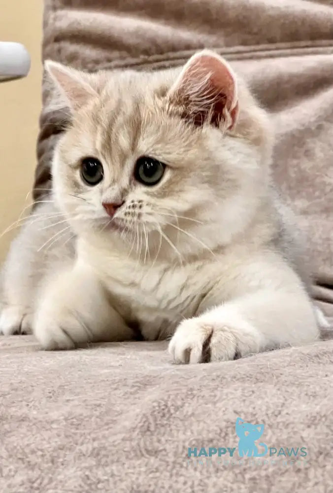 Lorens British Shorthair female blue golden chinchilla live animals