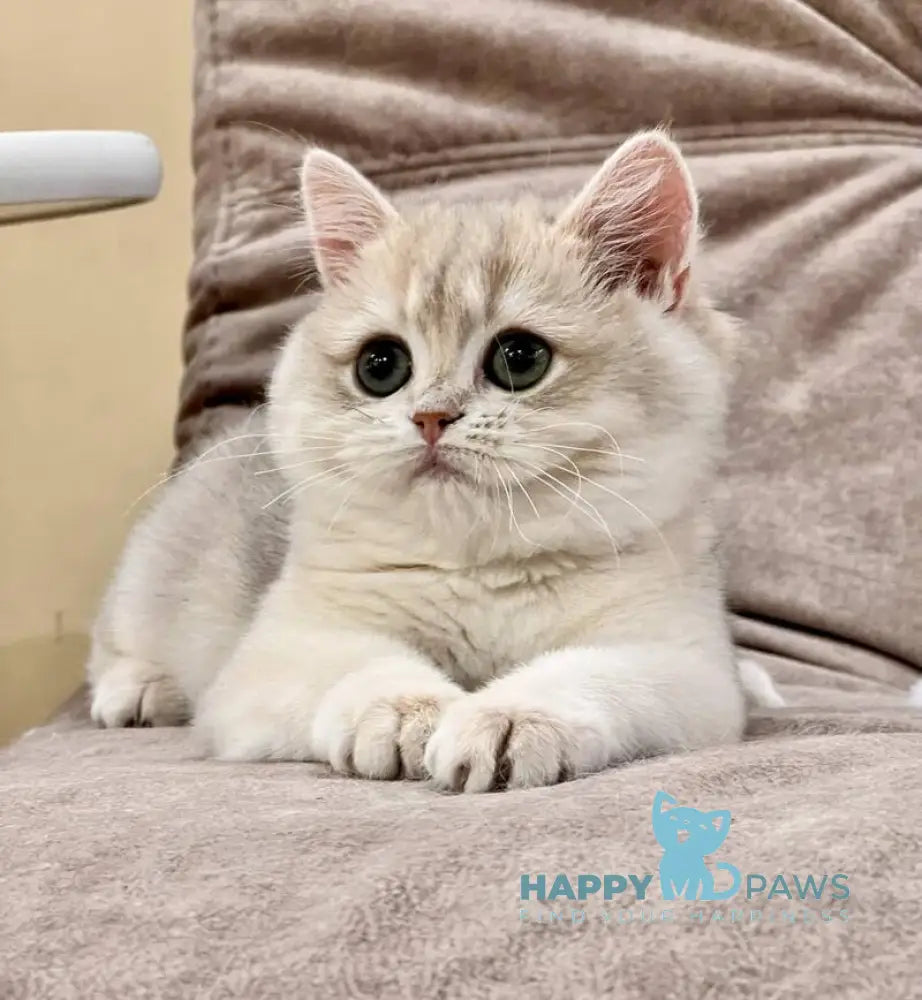 Lorens British Shorthair female blue golden chinchilla live animals