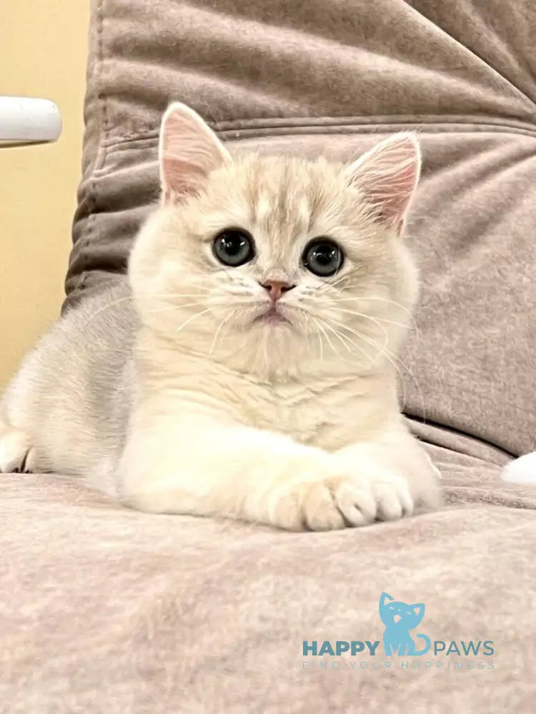 Lorens British Shorthair female blue golden chinchilla live animals