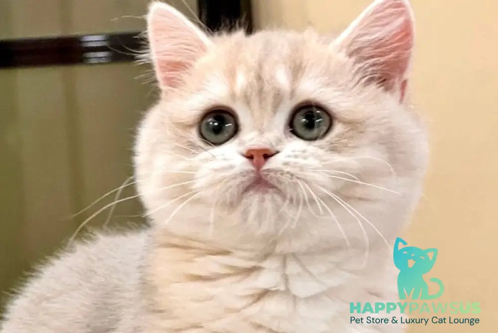 Lorens British Shorthair female blue golden chinchilla live animals