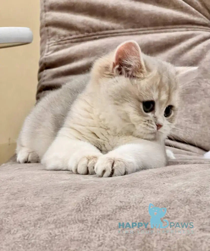 Lorens British Shorthair female blue golden chinchilla live animals