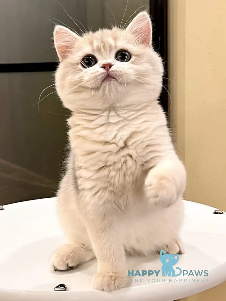 Lorens British Shorthair female blue golden chinchilla live animals