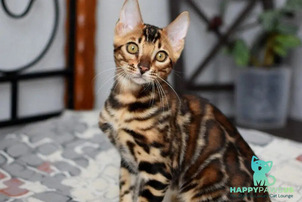 Lorenzo Bengal male black spotted tabby - live animals