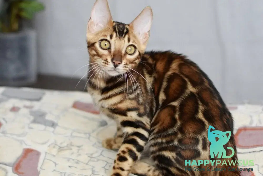 Lorenzo Bengal male black spotted tabby - live animals