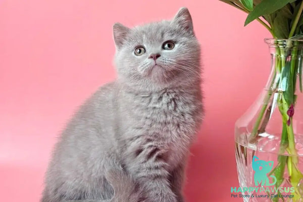 Lorenzo British Shorthair male lilac - live animals