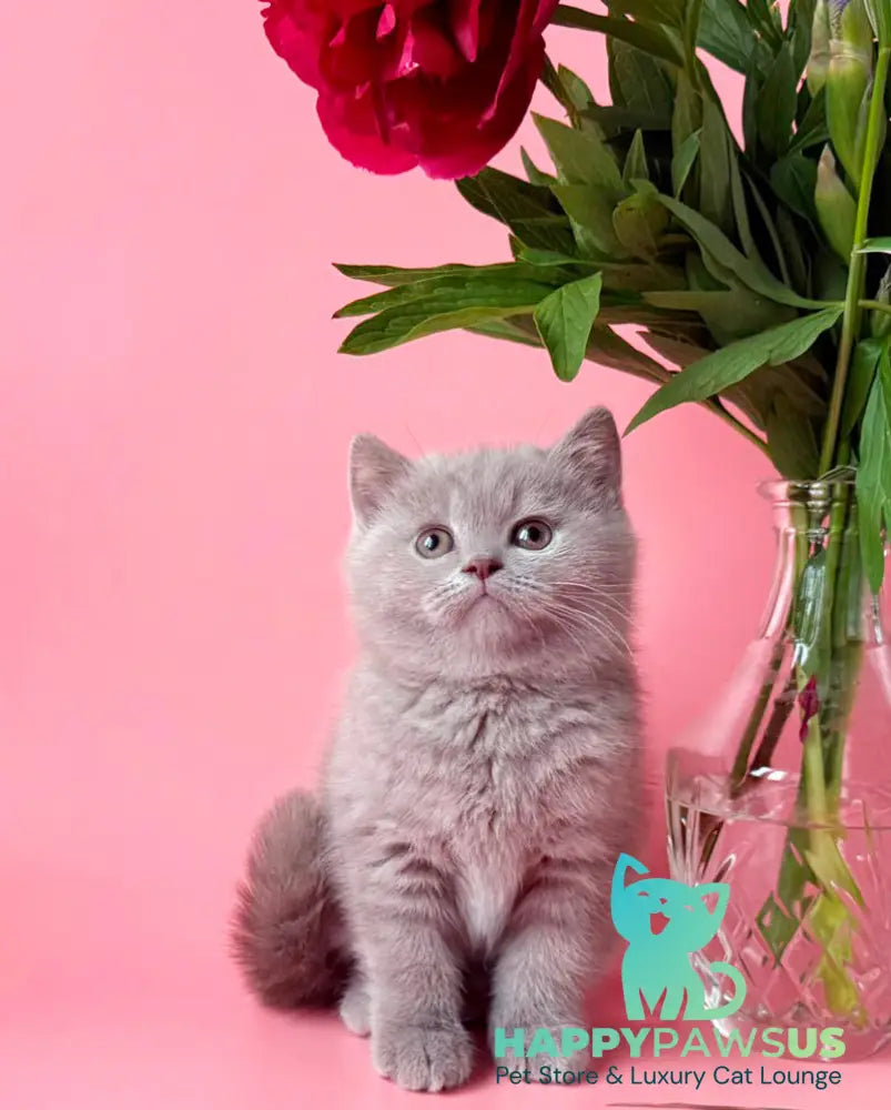Lorenzo British Shorthair male lilac - live animals