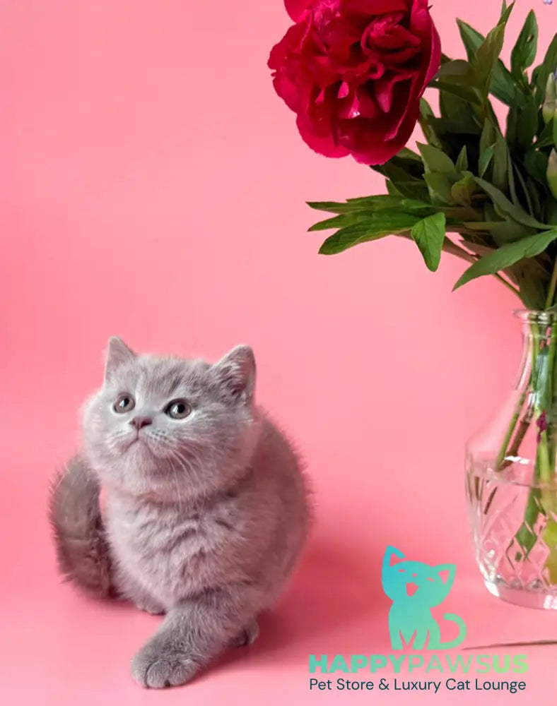 Lorenzo British Shorthair male lilac - live animals