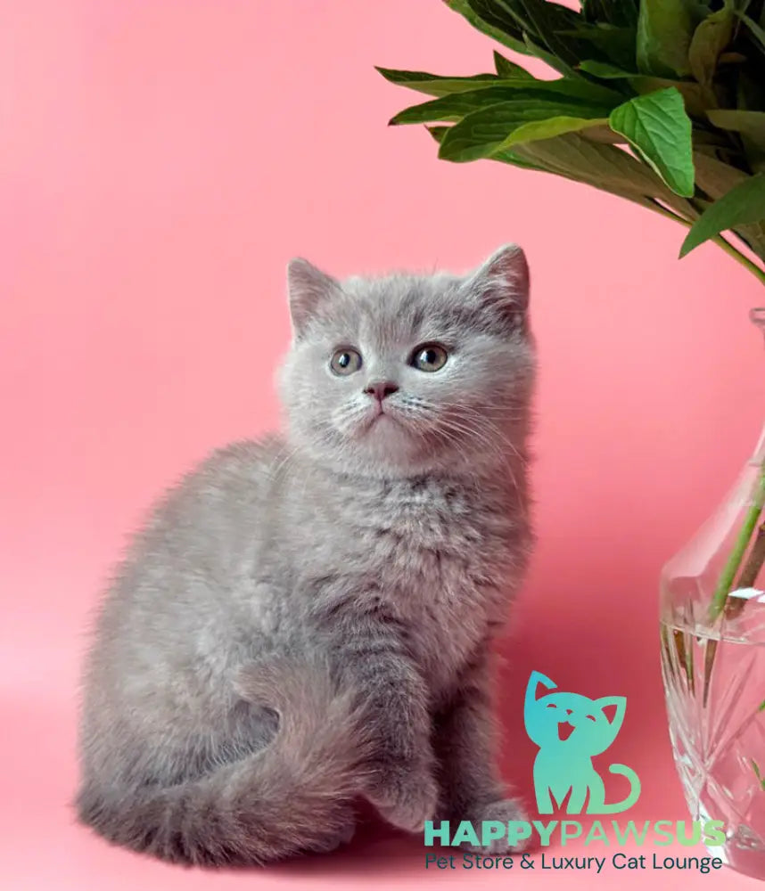 Lorenzo British Shorthair male lilac - live animals