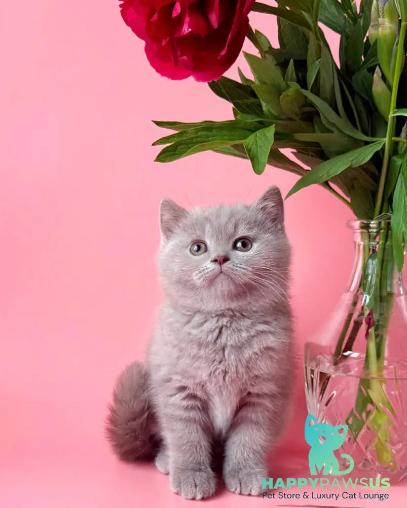 Lorenzo British Shorthair male lilac - live animals