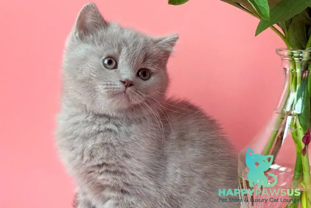Lorenzo British Shorthair male lilac - live animals