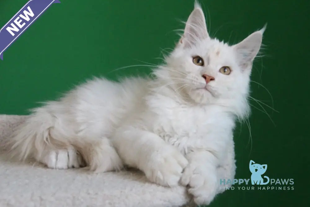 Losk Maine Coon polydactyl male red smoke live animals