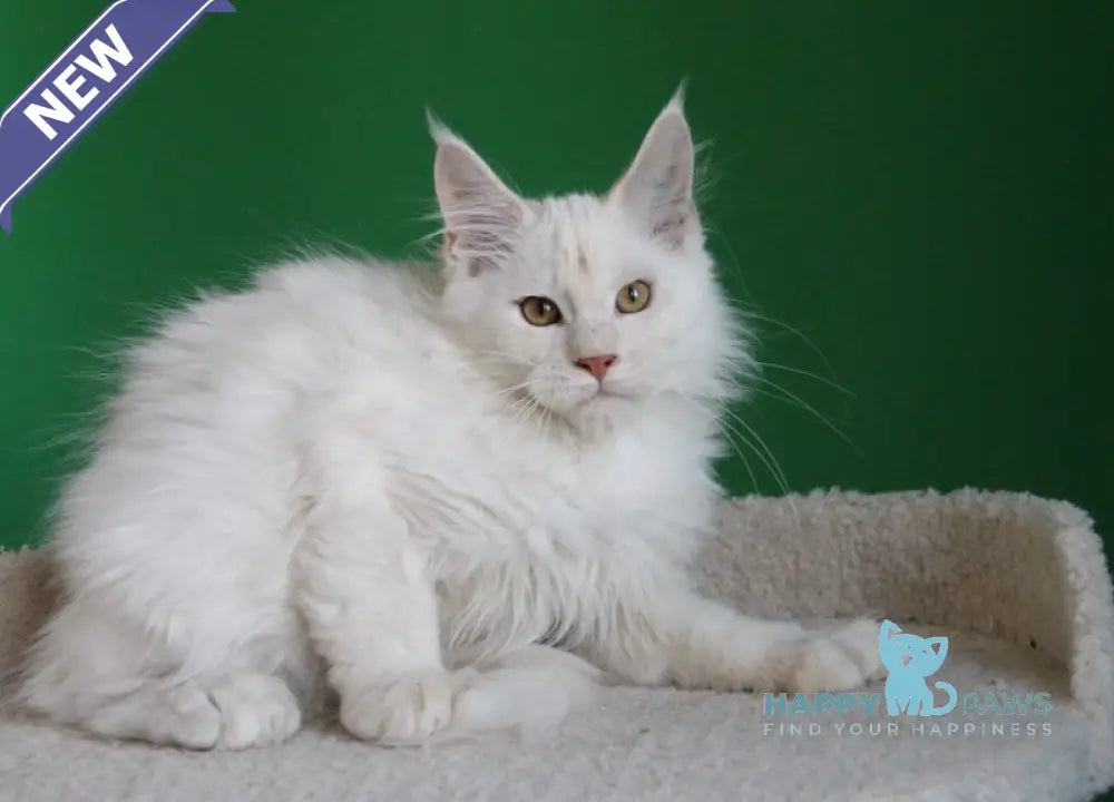 Losk Maine Coon polydactyl male red smoke live animals