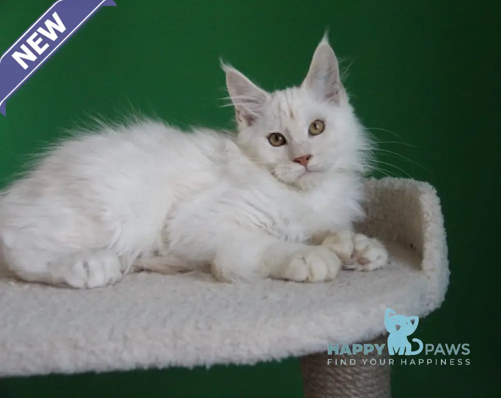 Losk Maine Coon polydactyl male red smoke live animals