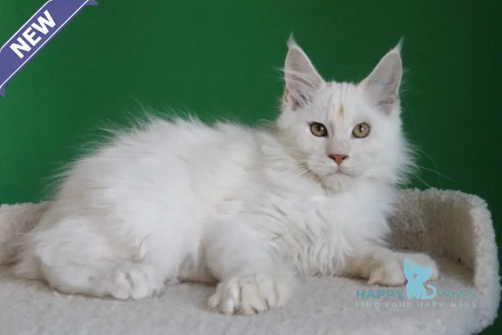 Losk Maine Coon polydactyl male red smoke live animals