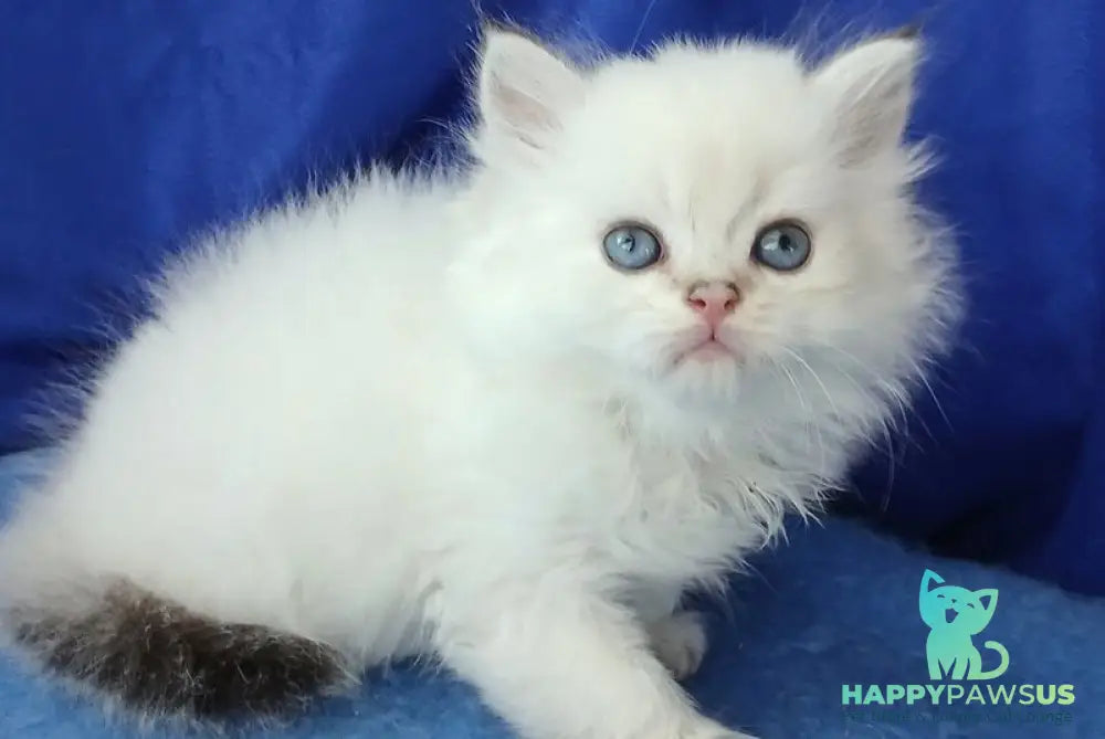 Lotos British Longhair male black golden shaded pointed - live animals