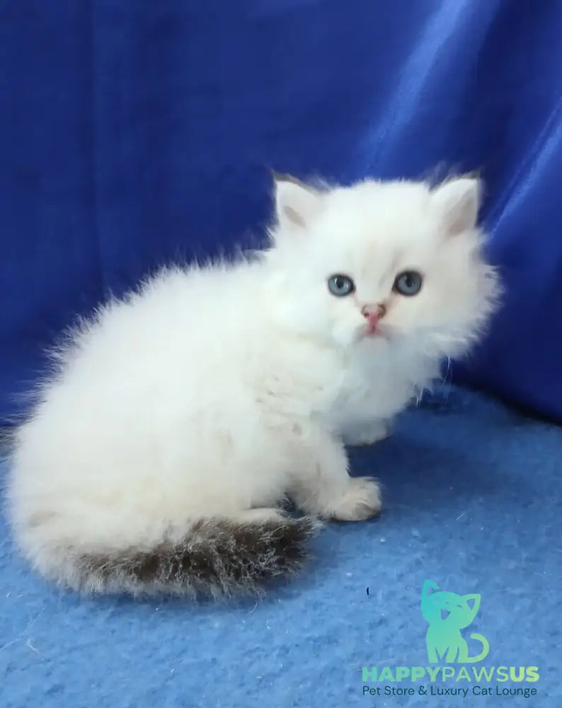 Lotos British Longhair male black golden shaded pointed - live animals