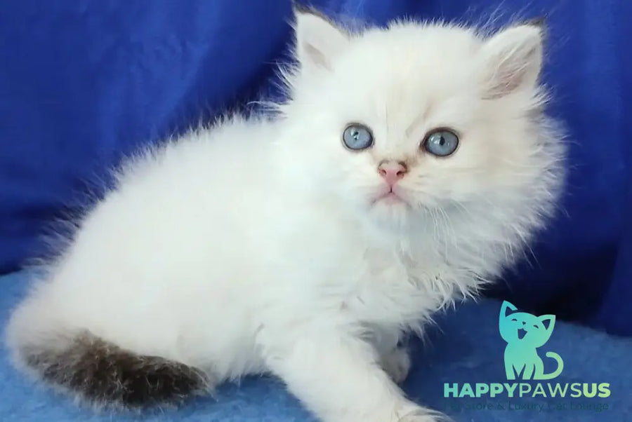 Lotos British Longhair male black golden shaded pointed - live animals