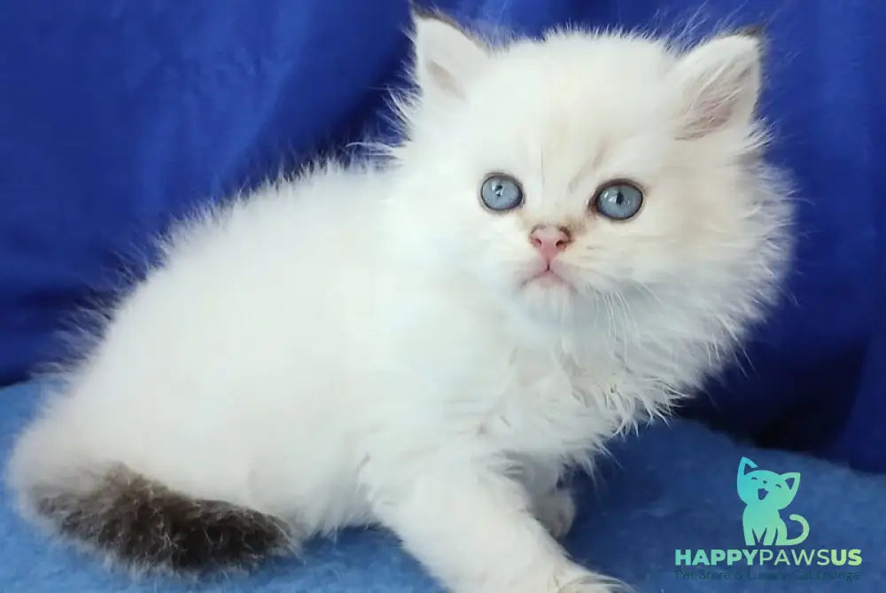 Lotos British Longhair male black golden shaded pointed - live animals
