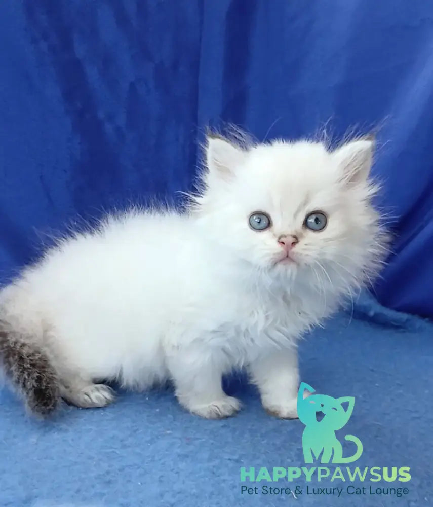 Lotos British Longhair male black golden shaded pointed - live animals
