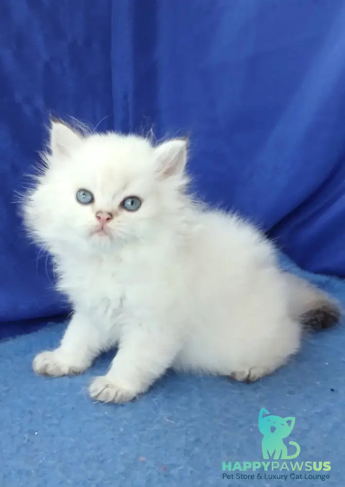 Lotos British Longhair male black golden shaded pointed - live animals
