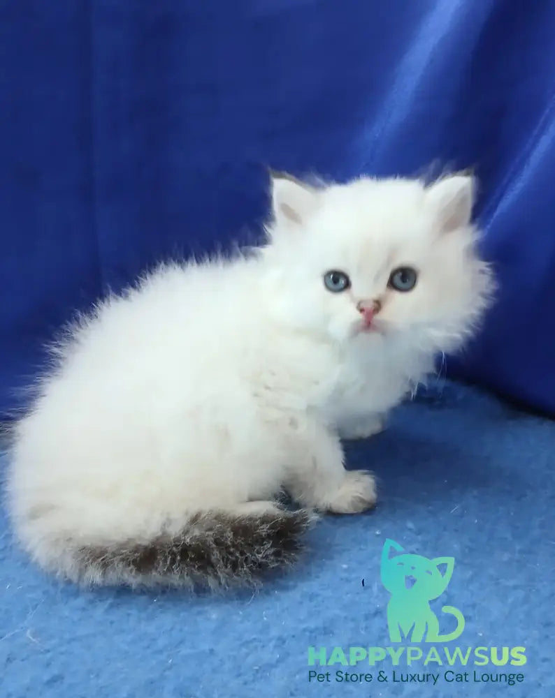 Lotos British Longhair male black golden shaded pointed - live animals