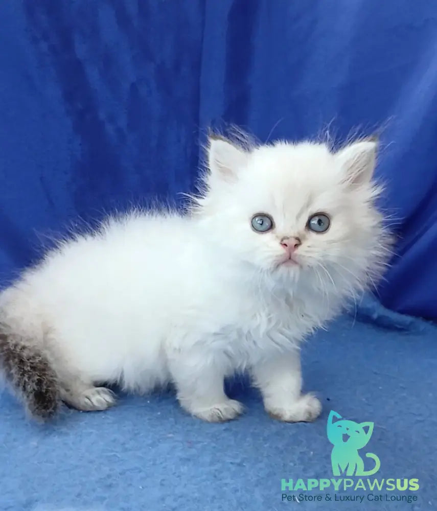 Lotos British Longhair male black golden shaded pointed - live animals