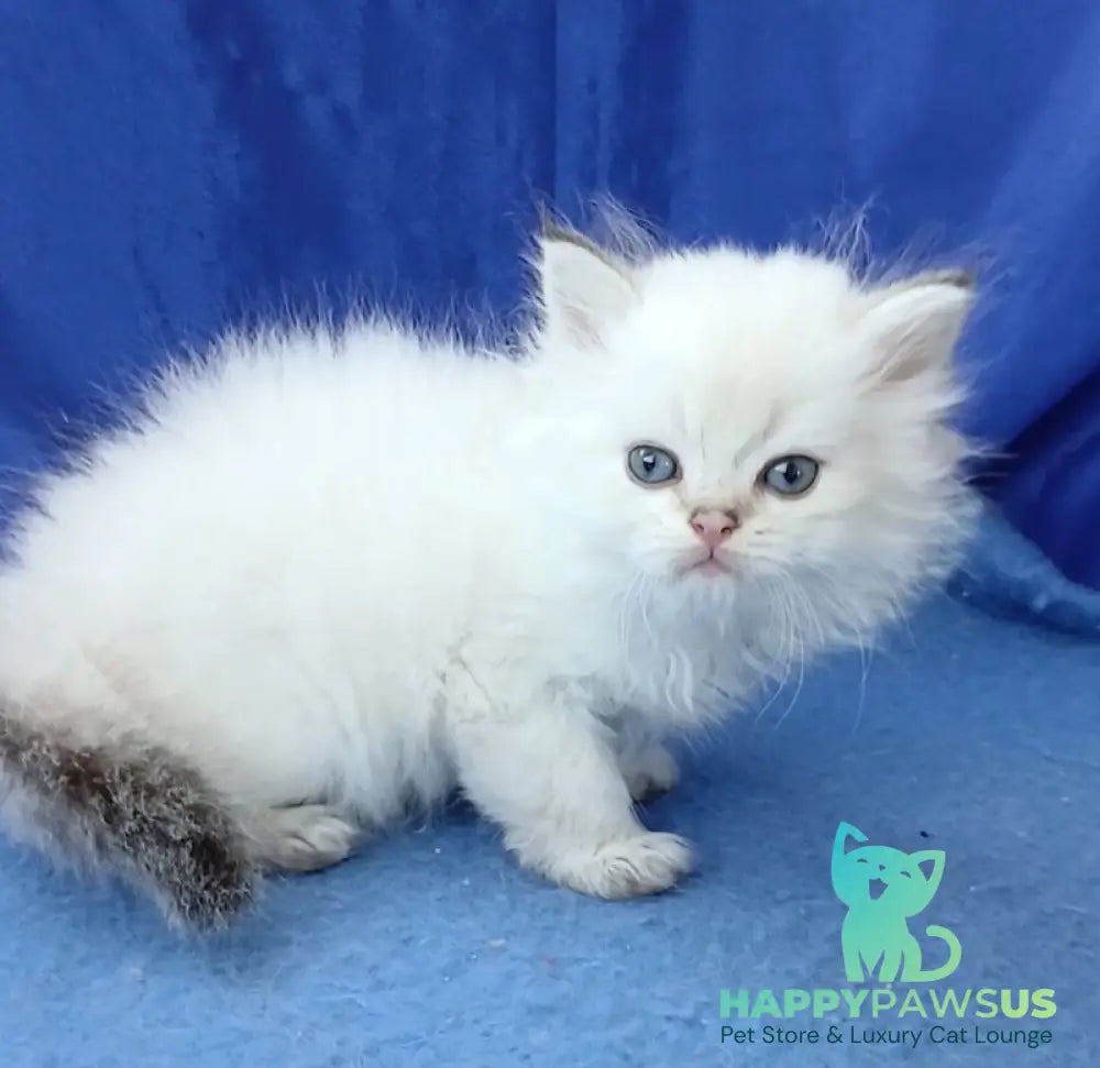 Lotos British Longhair male black golden shaded pointed - live animals