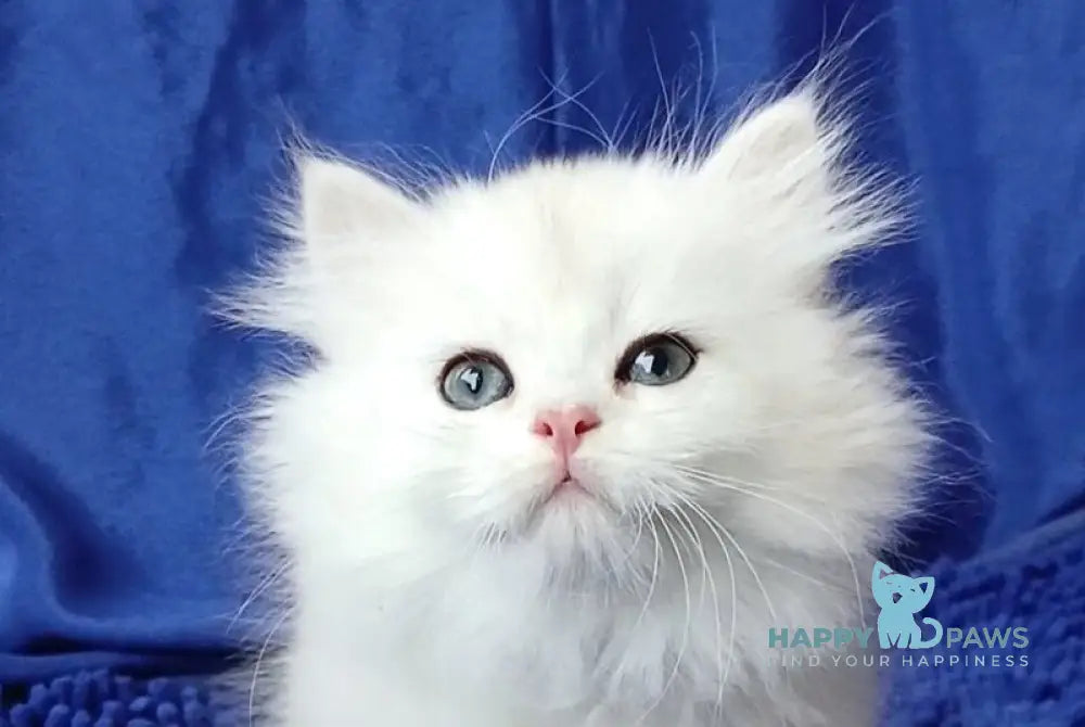 Lotos British Longhair male black silver chinchilla live animals