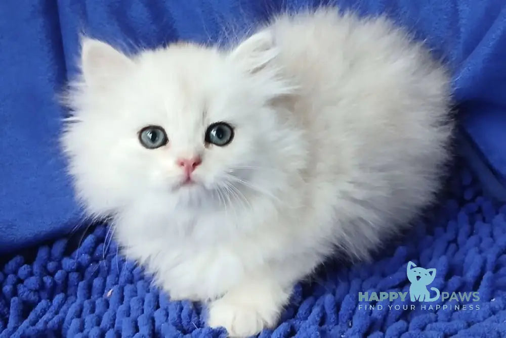 Lotos British Longhair male black silver chinchilla live animals