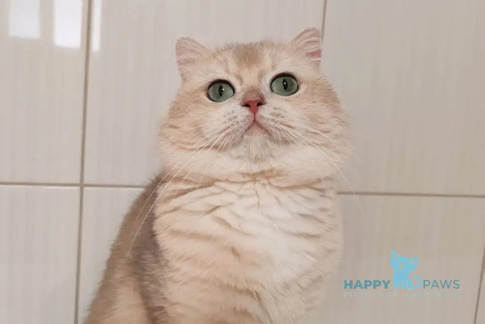 Lotos British Shorthair male blue golden chinchilla live animals