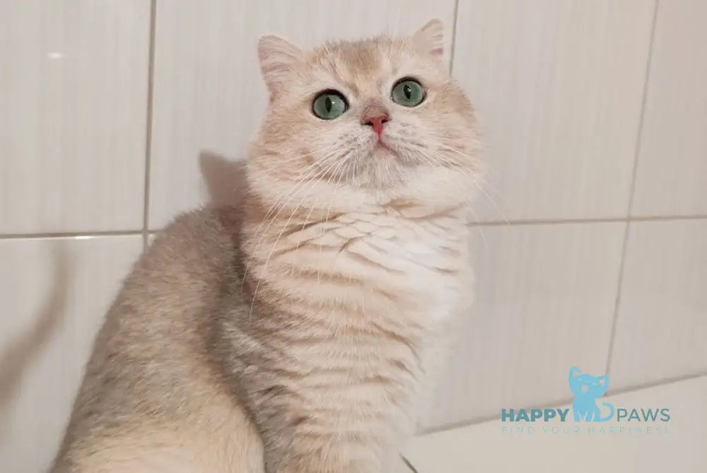 Lotos British Shorthair male blue golden chinchilla live animals