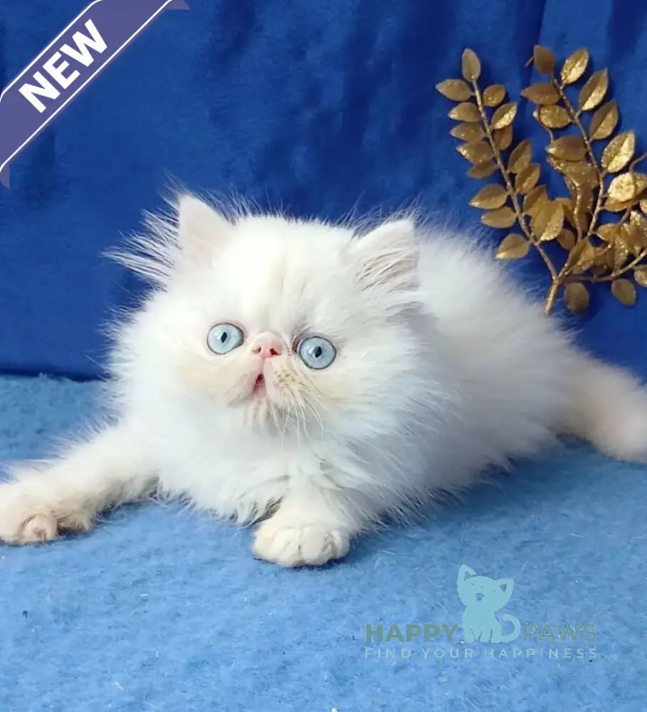 Lotos Persian male white live animals