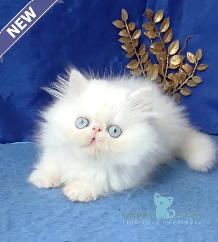 Lotos Persian male white live animals