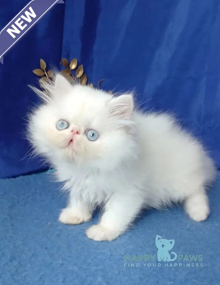 Lotos Persian male white live animals