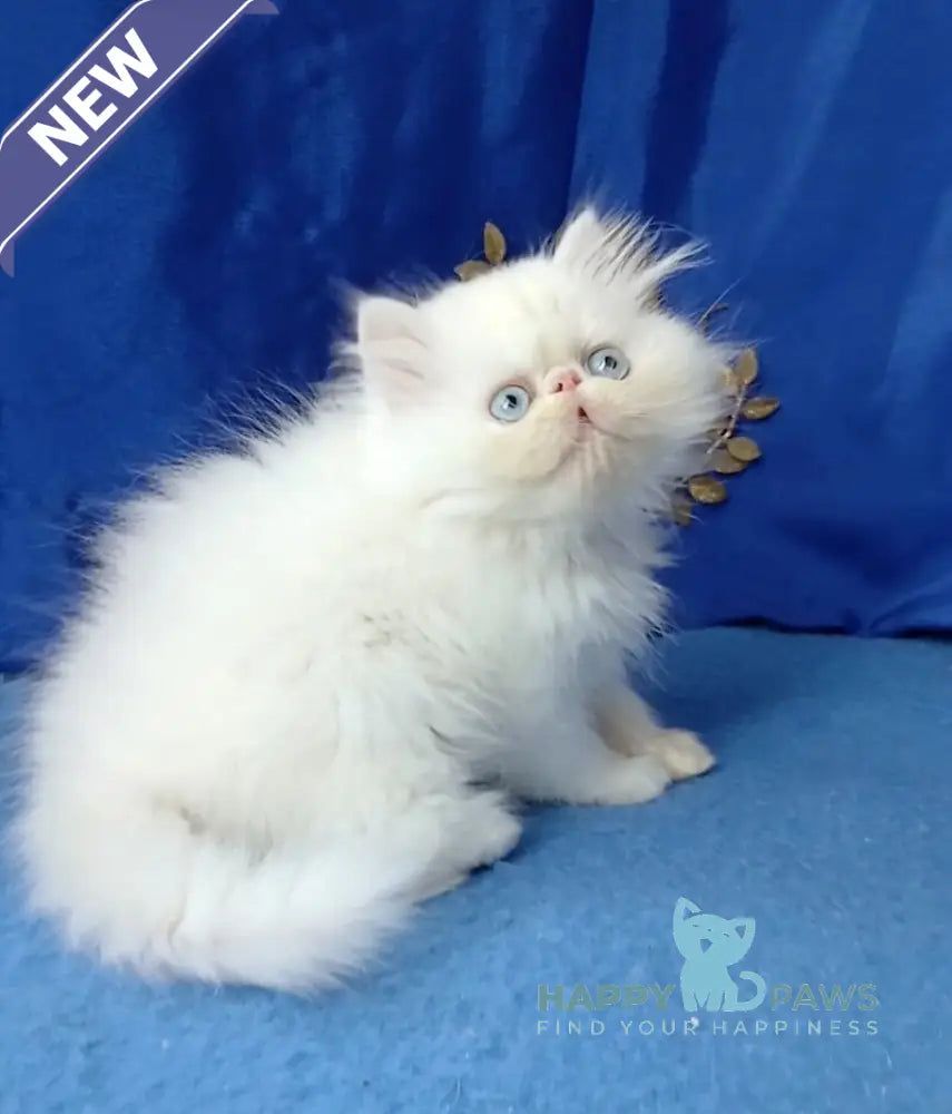 Lotos Persian male white live animals