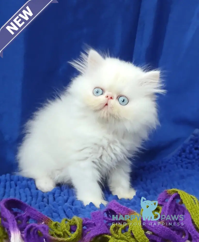 Lotos Persian male white live animals